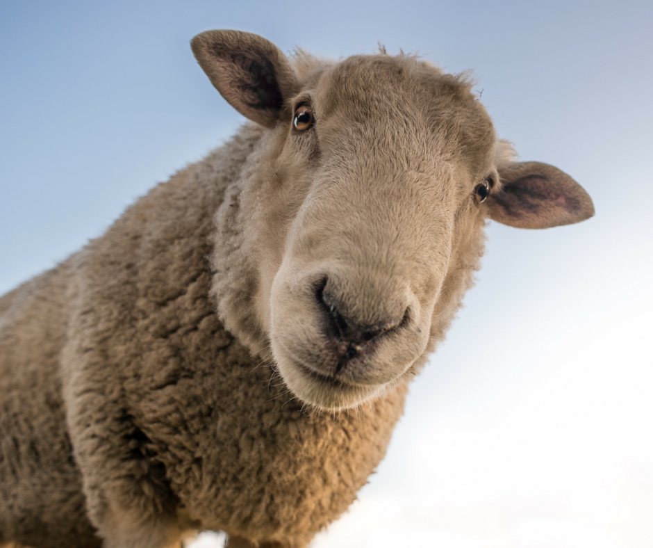 A sheep.