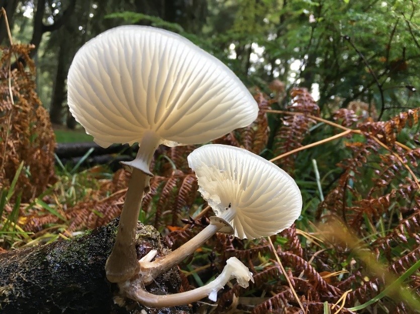 A type of fungi.