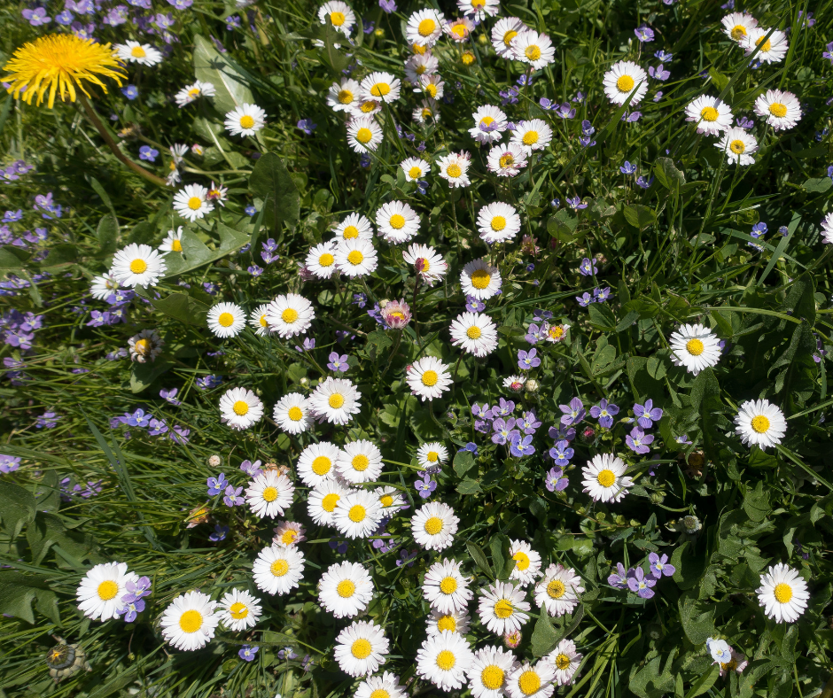An array of flowers