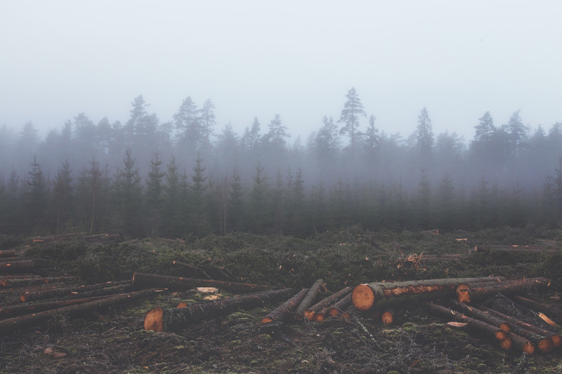 Cut down trees with a forest surrounded by fog in the distance.