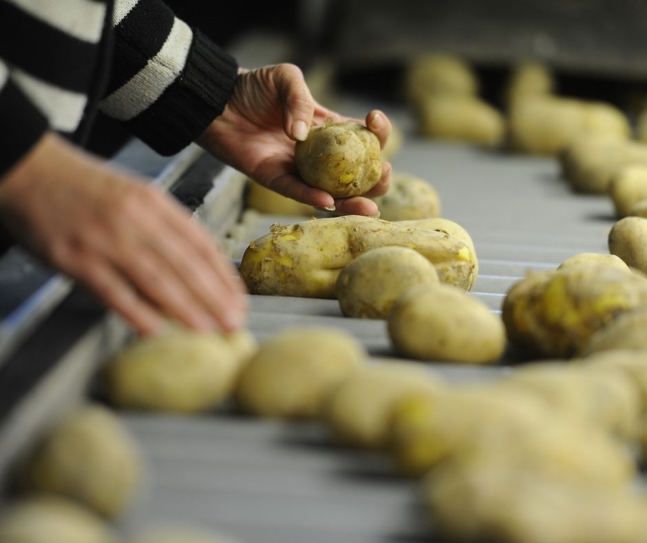 Hands picking up potatoes from a processing line