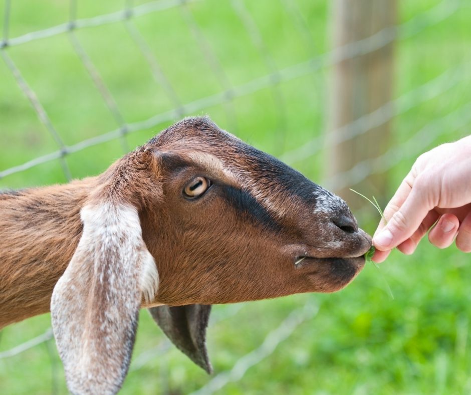 Hand feeding a goat