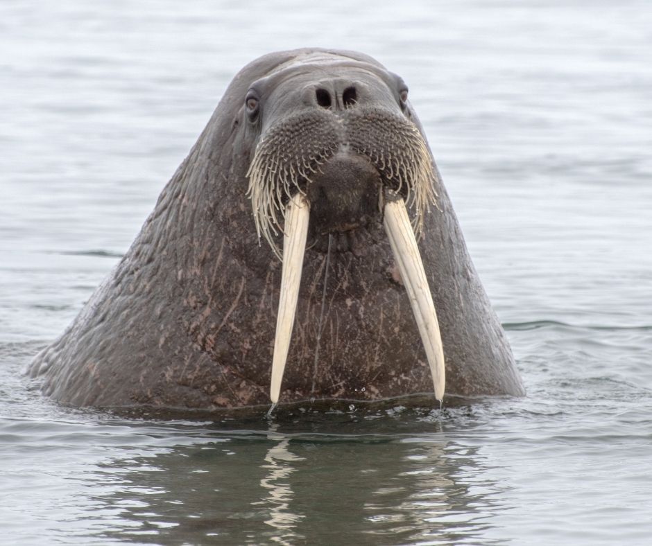 Walrus