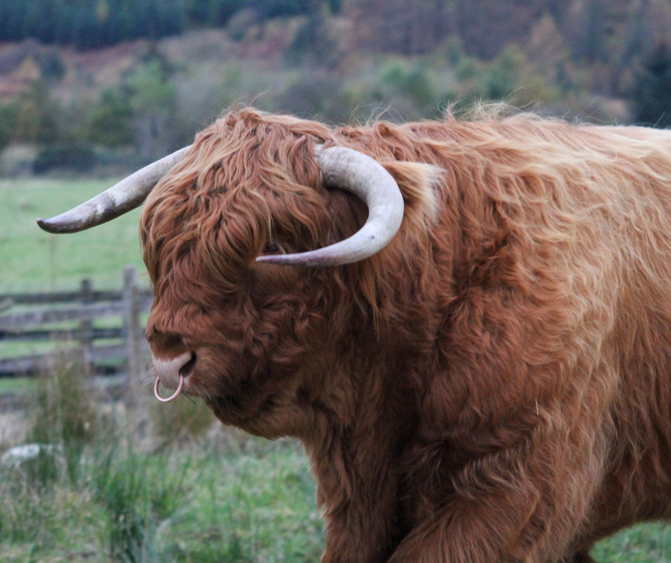 Horned bull