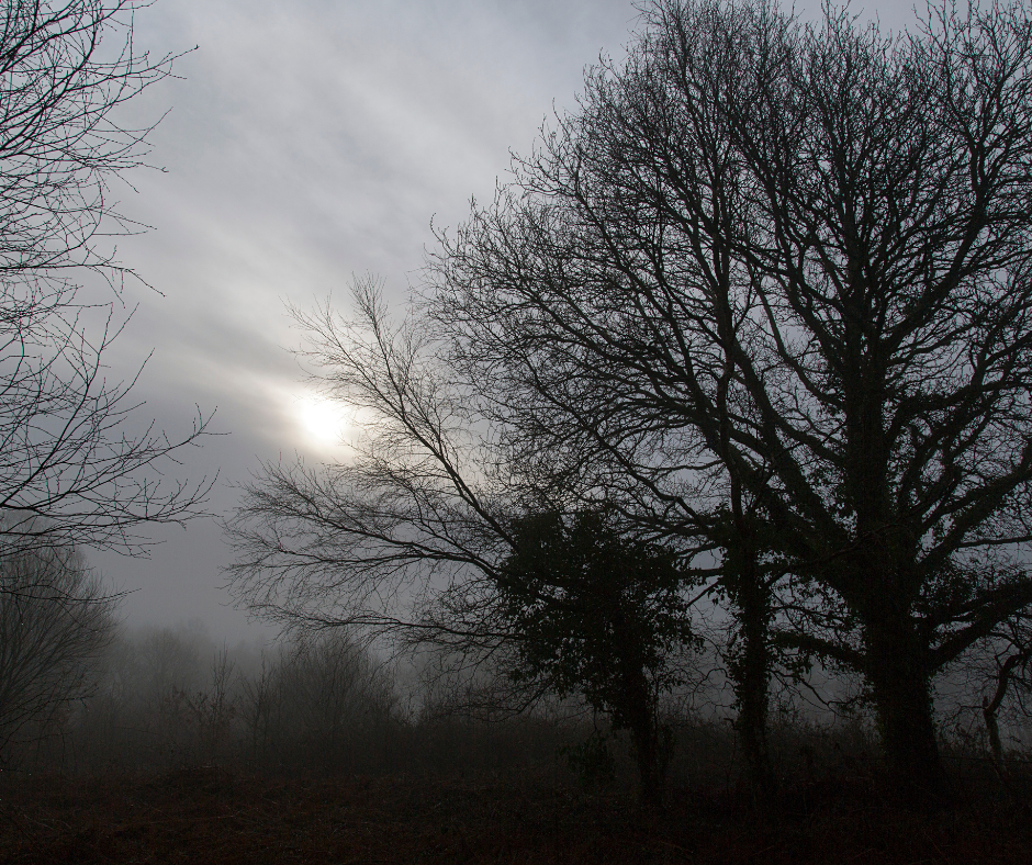 Bare trees in winter