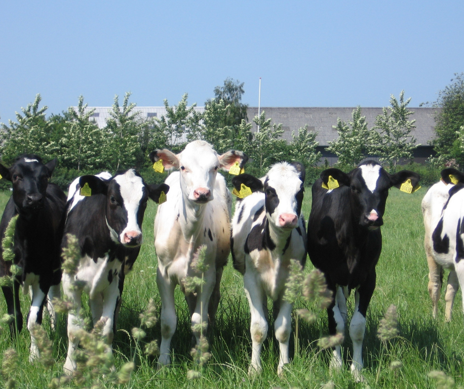 herd of cows