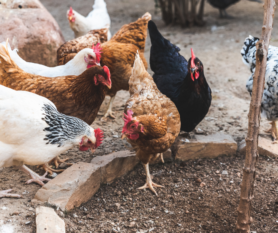 Group of chickens