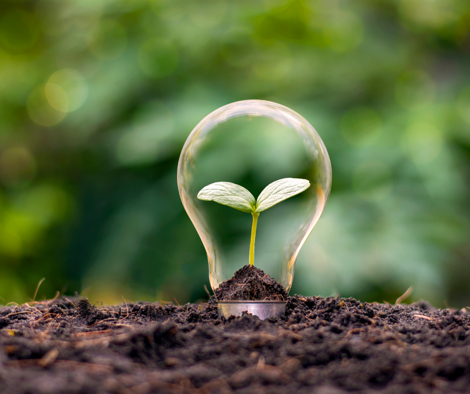 Sapling in a lightbulb planted in the ground