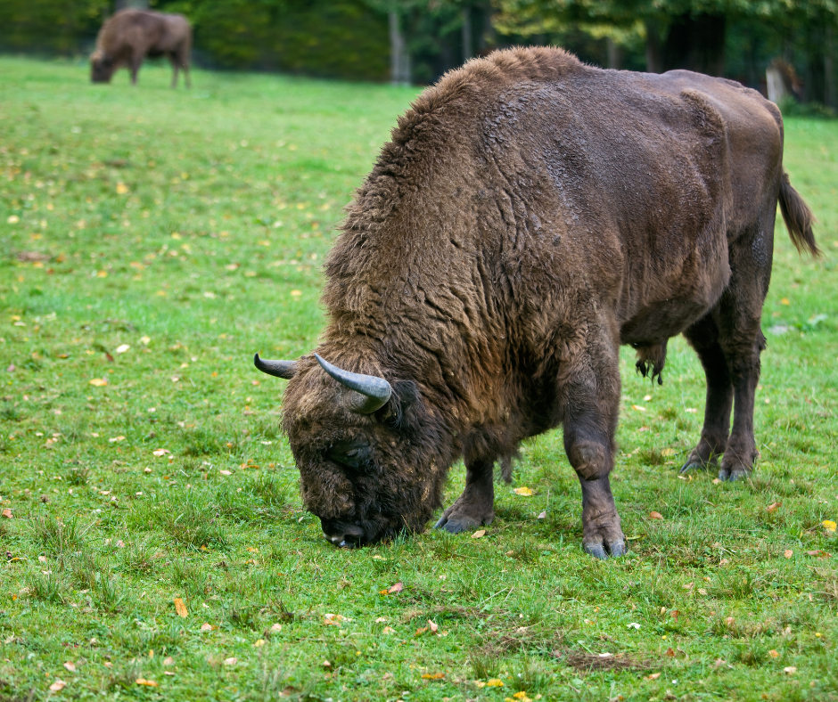 European bison