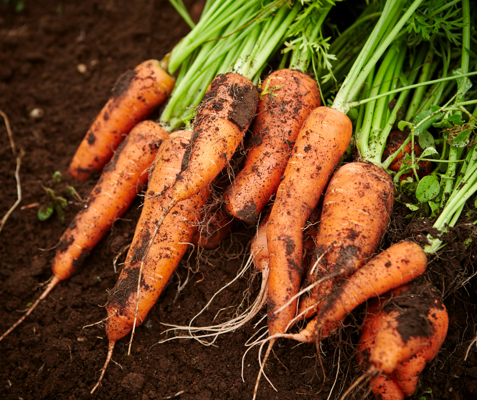Carrots in soil
