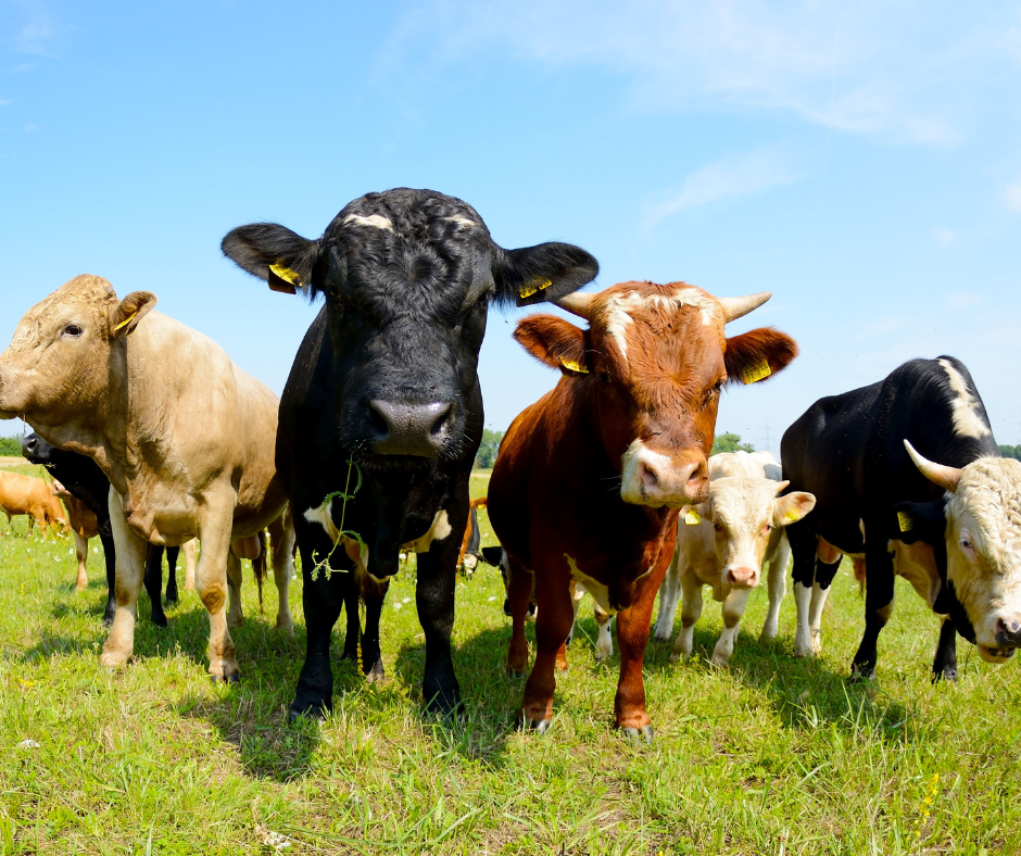 Group of cows