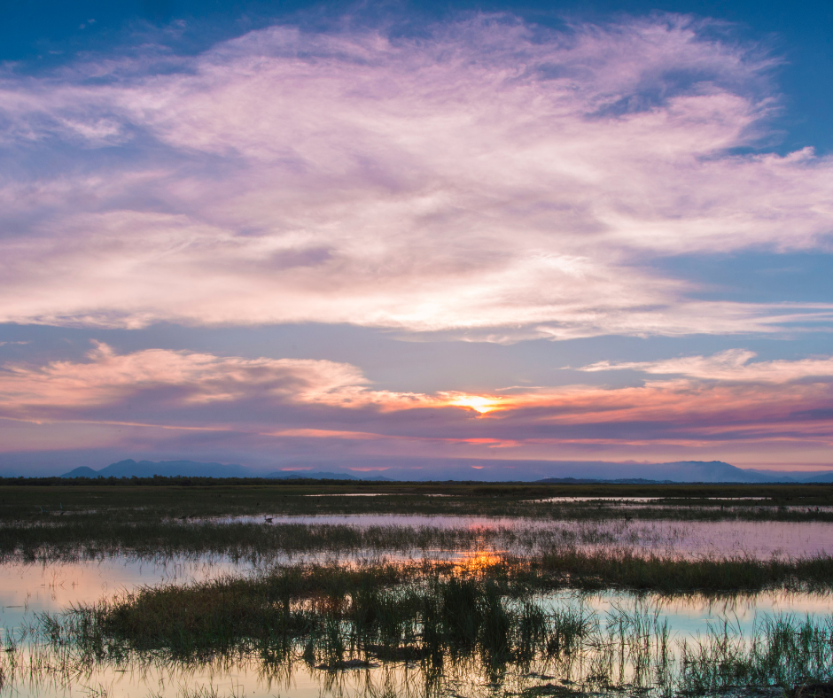 sunset in a marshland