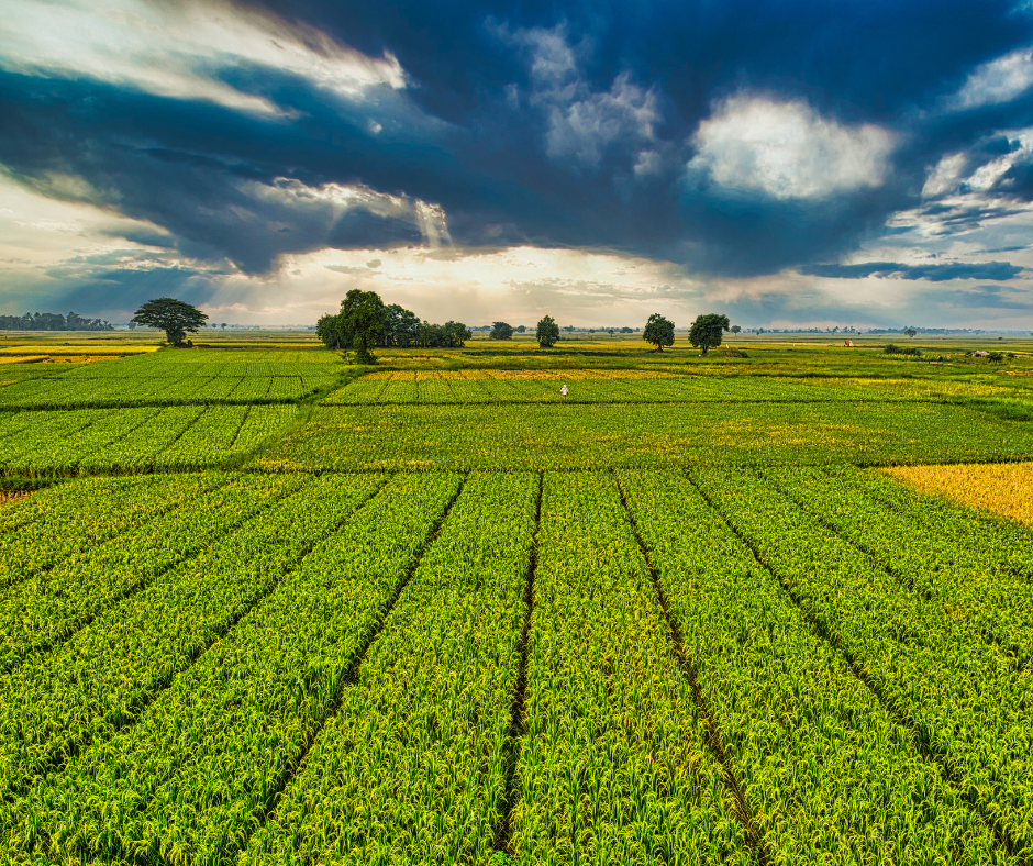 farm fields
