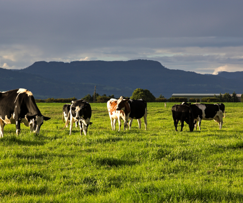 cows in a farm field