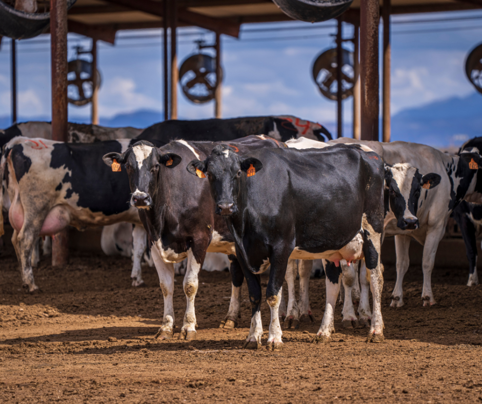 cows on dairy farm